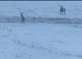 Х.Нямбаатар: Богд уулын бүсэд буга шорлогдож бэртсэн асуудал нь БОЯ хууль зөрчиж, олон жил хийсэн ажлын урхагтай үр дагавар