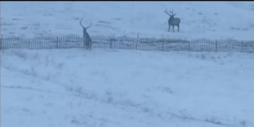 Х.Нямбаатар: Богд уулын бүсэд буга шорлогдож бэртсэн асуудал нь БОЯ хууль зөрчиж, олон жил хийсэн ажлын урхагтай үр дагавар