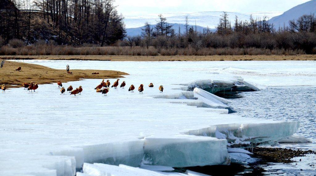 Энэ хавар нийт нутгаар олон жилийн дунджаас дулаан байна