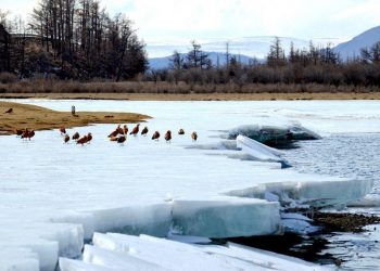 Энэ хавар нийт нутгаар олон жилийн дунджаас дулаан байна