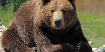 Хүрэн баавгай хууль бусаар агнасан иргэнийг 5.4 сая төгрөгөөр торгожээ