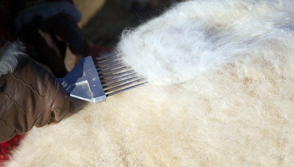 Ноолуурын үйлдвэрлэлийг дэмжих тухай Засгийн газрын тогтоолыг баталлаа