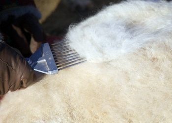 Ноолуурын үйлдвэрлэлийг дэмжих тухай Засгийн газрын тогтоолыг баталлаа