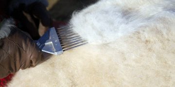 Ноолуурын үйлдвэрлэлийг дэмжих тухай Засгийн газрын тогтоолыг баталлаа