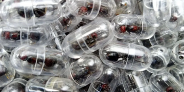 Хятадын иргэн хилээр 2000 гаруй шоргоолж гаргахыг оролдсон хэргээр яллагдав