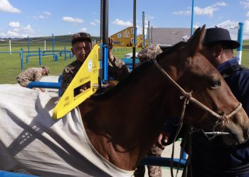 Наадмаар уралдах хурдан морины сэрвээний өндрийг өөрчиллөө