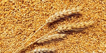 Тариалан эрхлэгчдэд 2,500 тонн улаанбуудайн үрийг зээлийн нөхцөлөөр олгоно