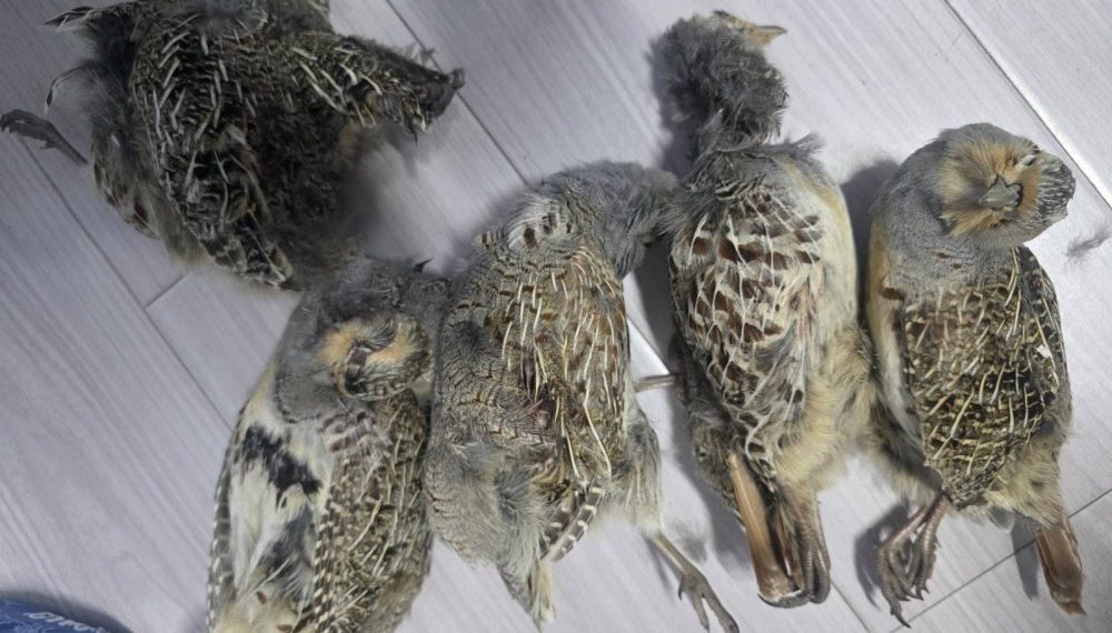 25 зүйлийн 669 амьтныг хууль бусаар агнасныг тогтоожээ