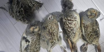 25 зүйлийн 669 амьтныг хууль бусаар агнасныг тогтоожээ