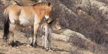 Хустайд энэ оны ууган унага мэндэллээ