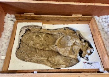 Монгол Улсаас хууль бусаар гарсан үлэг гүрвэлийн олдворуудыг Францаас авчрах төлөвлөгөөг боловсруулжээ