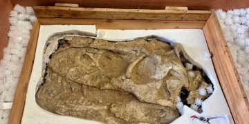 Монгол Улсаас хууль бусаар гарсан үлэг гүрвэлийн олдворуудыг Францаас авчрах төлөвлөгөөг боловсруулжээ