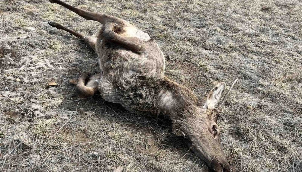 Ховор амьтны жагсаалтад багтсан халиун бугыг хууль бусаар агнажээ