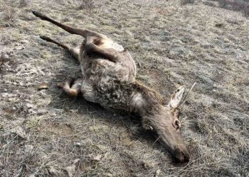 Ховор амьтны жагсаалтад багтсан халиун бугыг хууль бусаар агнажээ