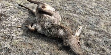 Ховор амьтны жагсаалтад багтсан халиун бугыг хууль бусаар агнажээ