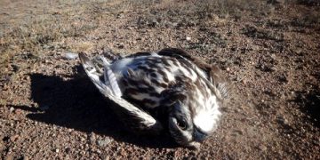 Өвчтэй болон үхсэн шувуунд гар хүрэхгүй байхыг анхааруулж байна