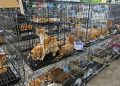 Хууль бусаар нядлах гэж байсан 400 гаруй муурыг аварчээ