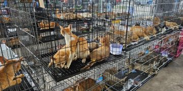 Хууль бусаар нядлах гэж байсан 400 гаруй муурыг аварчээ