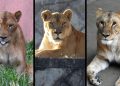 Японы хэт халалтыг тэсвэрлэлгүй амьтны хүрээлэнгийн гурван эрслэн үхжээ
