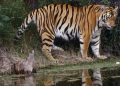 Казахстан улс 70 жилийн өмнө устсан барыг сэргээн нутагшуулах ажлыг эхлүүлжээ