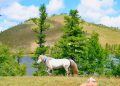 Хар зүрх уулын тэнгэрийг тахих төрийн тахилга боллоо