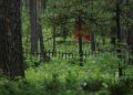 Нийслэлийн ногоон бүсэд нийтийн орц, гарц, ойн зурвас хаасан 407 нэгж талбарын газрын зөвшөөрлийг цуцаллаа