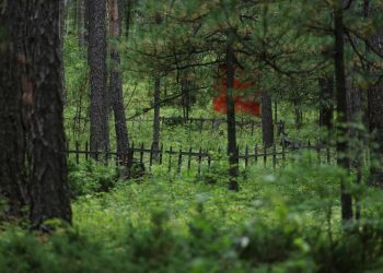 Нийслэлийн ногоон бүсэд нийтийн орц, гарц, ойн зурвас хаасан 407 нэгж талбарын газрын зөвшөөрлийг цуцаллаа