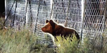 Төв аймгийн Алтанбулаг сумын нутагт орж ирсэн аавгайг нойрсуулж суурьшлын бүсээс гаргалаа
