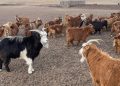 БНХАУ-аас хууль бусаар орж ирсэн байж болзошгүй годронтой ямааны асуудлыг ТЕГ-аар шалгуулна
